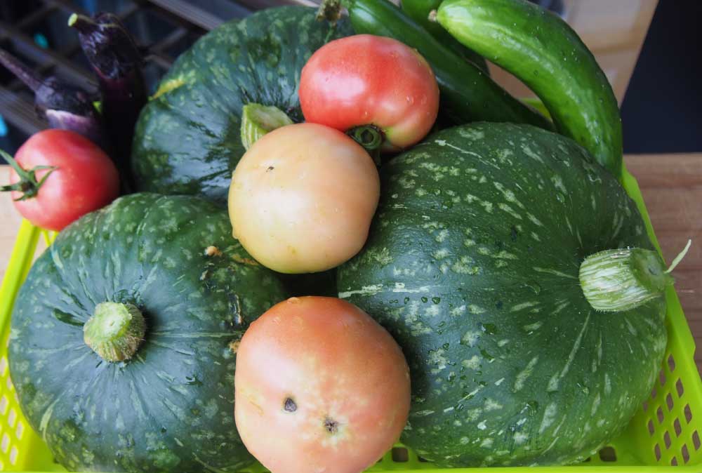 食育活動の様子